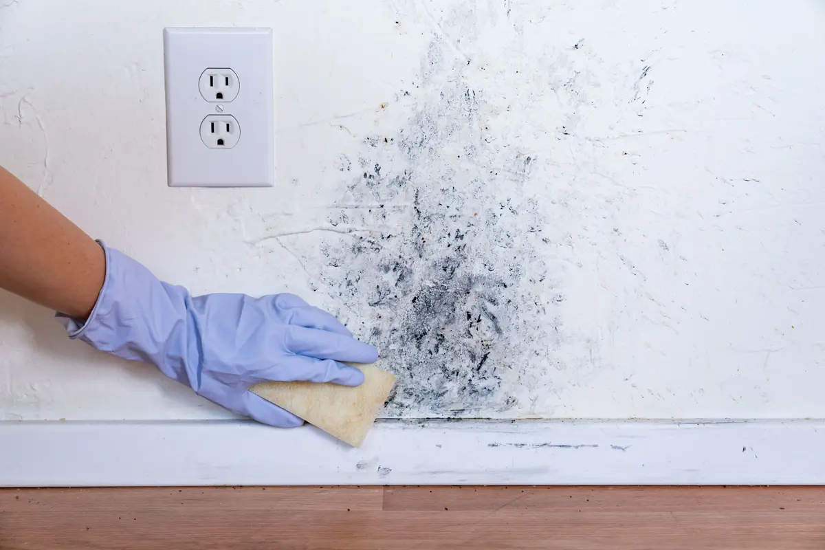 Mould treatment and wall cleaning Kerry Ireland